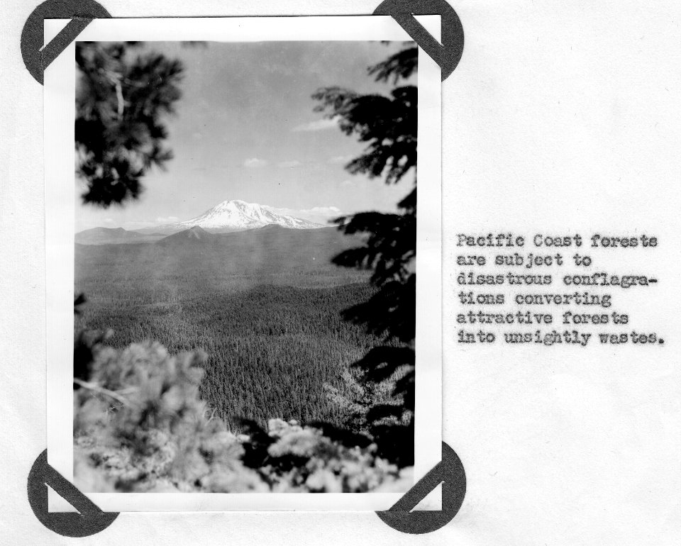 Pacific Coast Forests