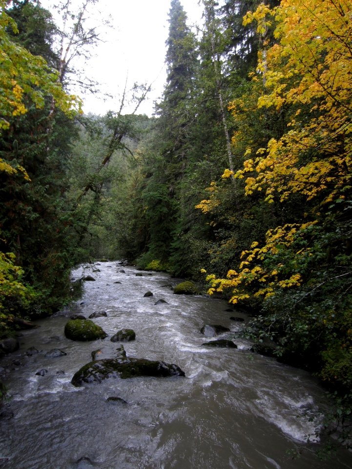 Big leaf maple along Dungeness River Oct 2017 at Olympic National Forest by by Cheryl Bartlett, Forest Botanist