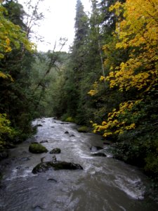 Big leaf maple along Dungeness River Oct 2017 at Olympic National Forest by by Cheryl Bartlett, Forest Botanist