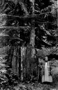 437601 Sauk River Stump, MtBNF, WA 1945 photo
