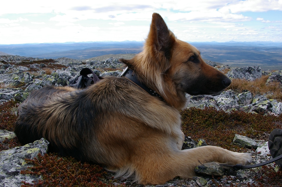 Friend companion pets