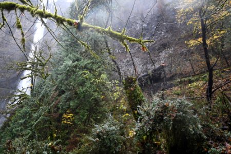 Multnomah Falls area - large burned out tree trunk across the trail