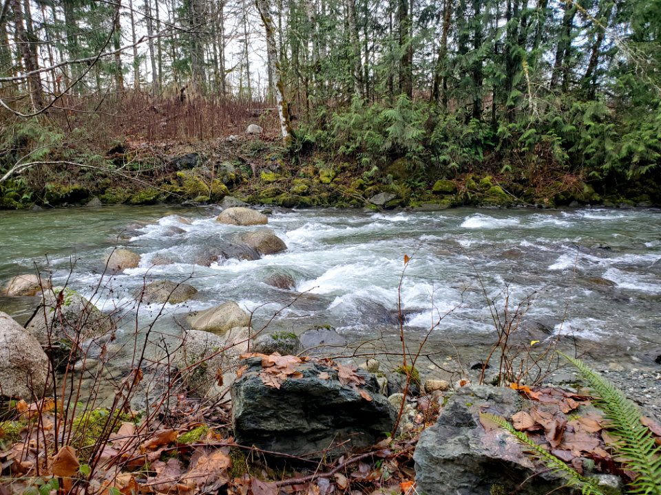 Illabot Creek, Mt. Baker-Snoqualmie National Forest. Photo by Anne Vassar December 10, 2020.