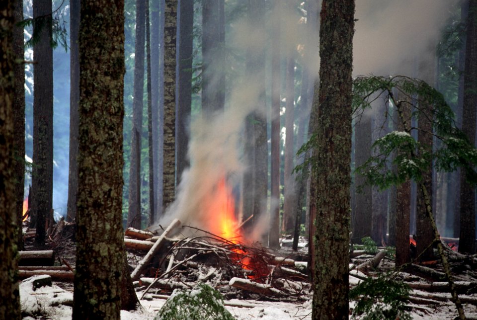 Burning slash, forest debris.jpg
