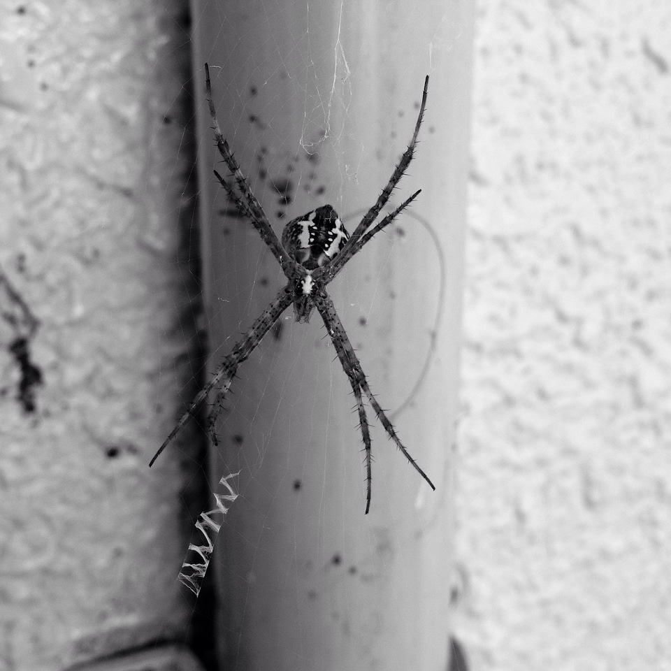 Stripe nature insect