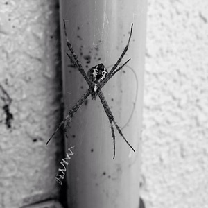 Stripe nature insect