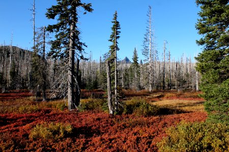 Autumn colors and Three Fingered Jack from Santiam Pass on the Willamette National Forest photo