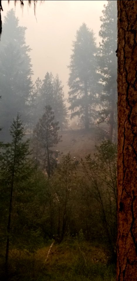 Smoke hovers around mature Ponderosa Pines on the Canyon 66 Prescribed fire