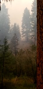 Smoke hovers around mature Ponderosa Pines on the Canyon 66 Prescribed fire
