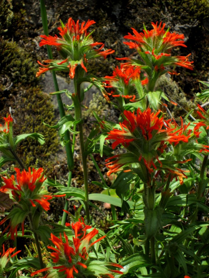 Paintbrush wildlfower by Cheryl Bartlett, Olympic National Forest.