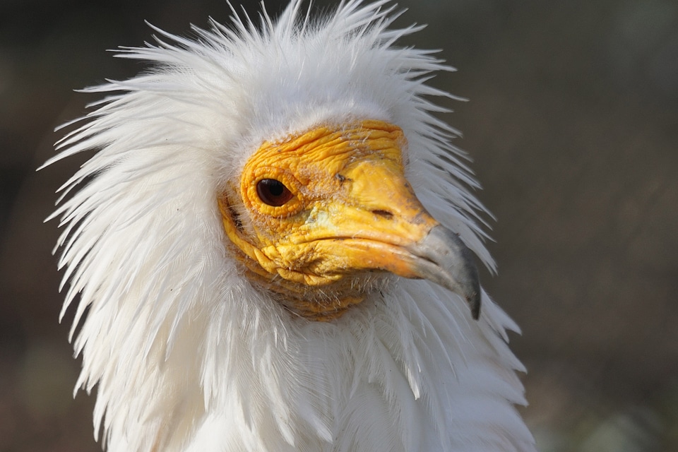 Egyptian vulture scavengers garbage eater