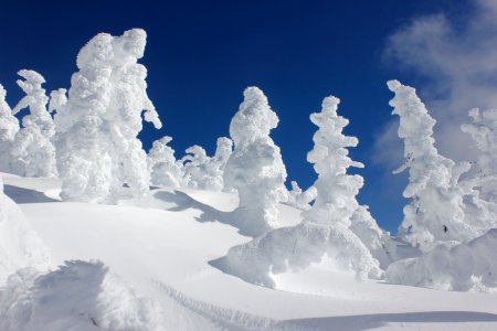 Frozen trees at the summit of Maiden Peak on the Willamette National Forest on the Willamette National Forest