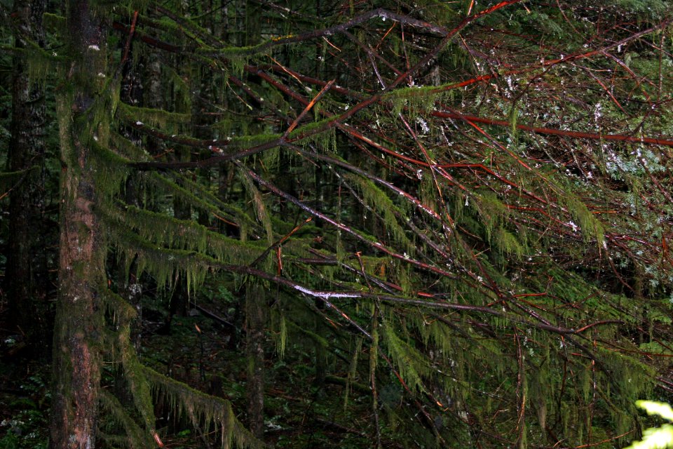 Mt. Hood NF - Tree Moss, OR 2