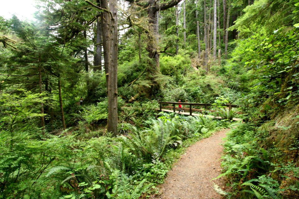 Footbridge at Giant Spruce Trail, Cape Perpetua, Siuslaw National Forest