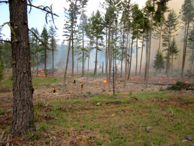 Prescribed Burning, Mt. Hood National Forest photo