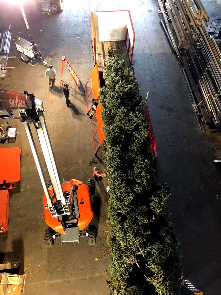 Tree from above