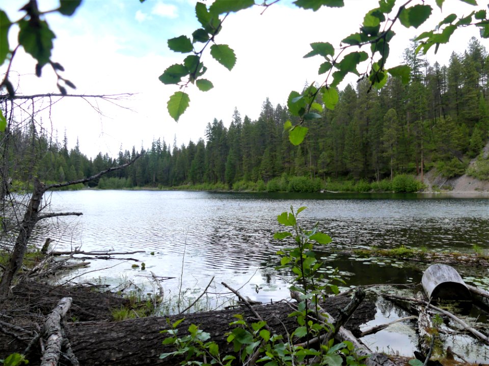 Colville NF Fish Lake June 2020 by Sharleen Puckett 12