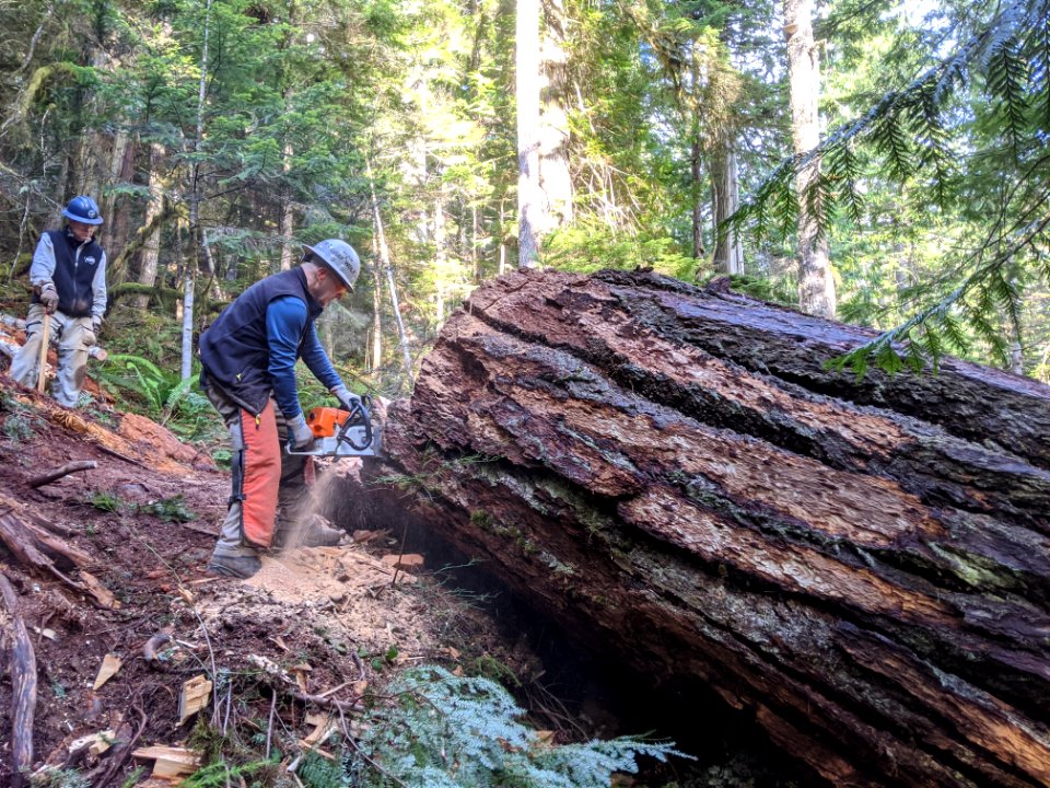 201911025 Gray Wolf clearing Lena Lake Trail 04  photo by Larry Ward