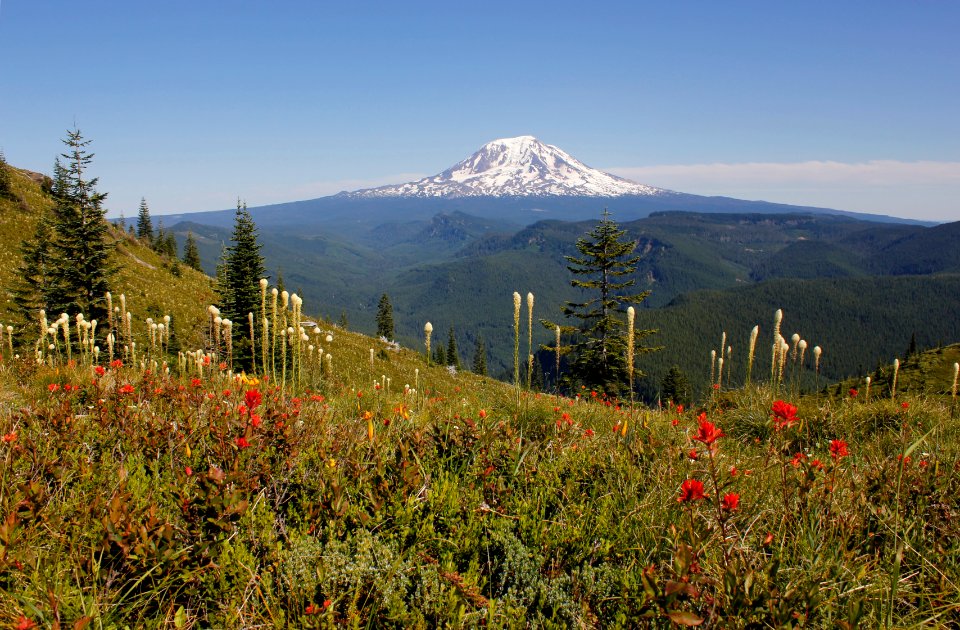 Mount Adams and xerophyllum tenax (beargrass) along Juniper Ridge Trail (261) on the Gifford Pinchot National Forest