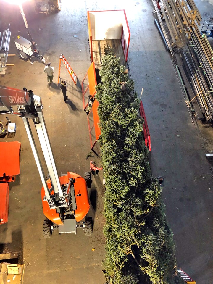 Tree from above