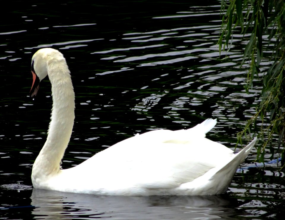 White swan in water