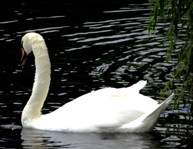 White swan in water photo