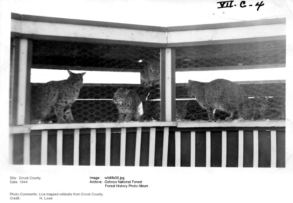 wildlife05