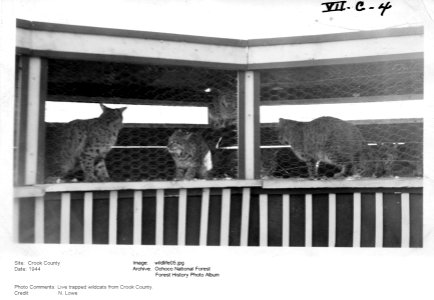wildlife05