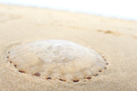 Jellyfish on the beach photo