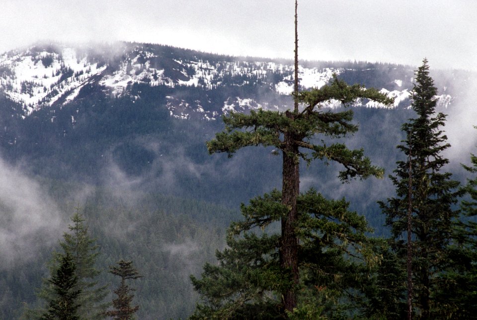 Fog shrouded old growth fir forest.jpg