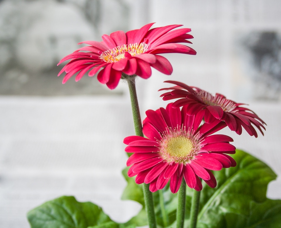 Garden nature gerbera
