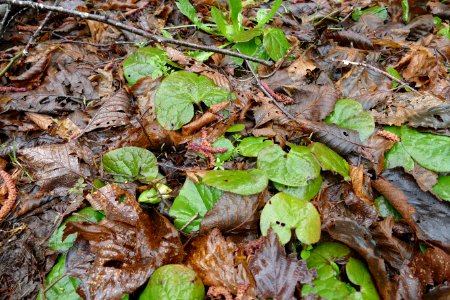 20210427-FS-Olympic-ginger poking up through the alder leaf layer.