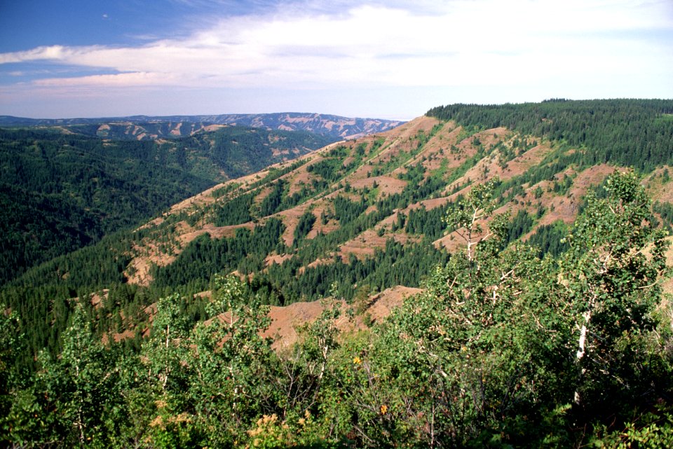Umatilla Breaks, Umatilla National Forest.jpg