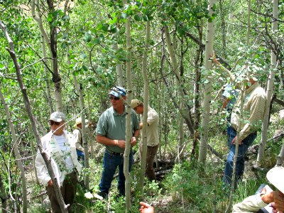 Utah Forest Restoration Working Group, Dixie National Forest