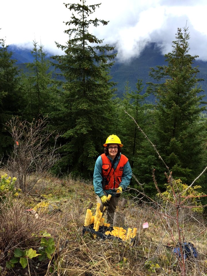 Bear Mountain native planting at Olympic National Forest