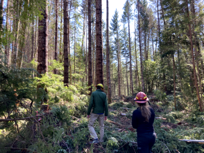 20210312-FS-GPNF-Commercial thinning project in Cowlitz Valley Ranger District 0