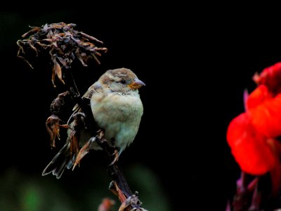 Female Sparrow