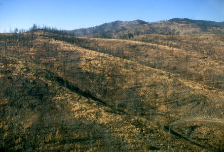 241 Fourth July Mountain burn two years later,  1970