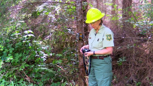 201506-FS-Olympic-Forest biologist checks wildlife camera