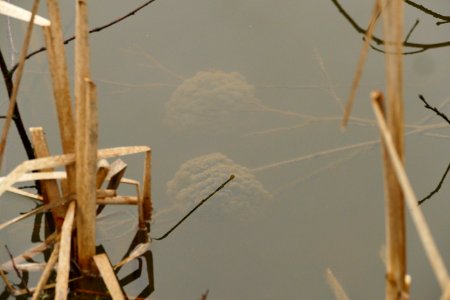 Ponte au Perrières 04-03-2018 10-39-52