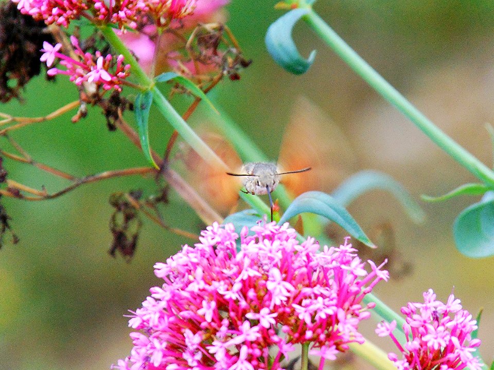 Hummingbird Moth
