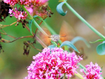 Hummingbird Moth photo