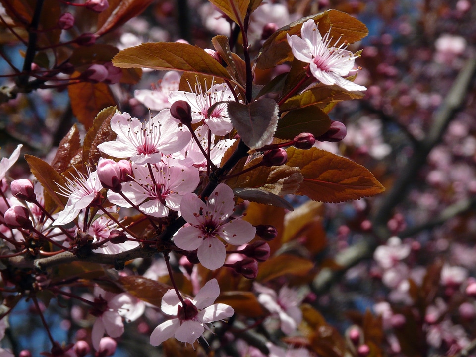 Pink branch bud
