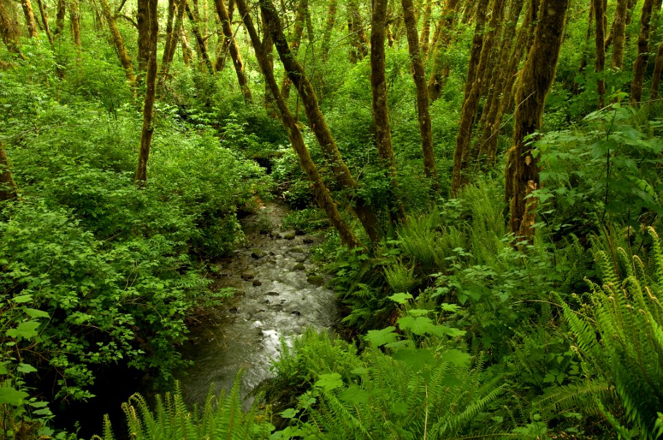 North Fork Cascade Creek