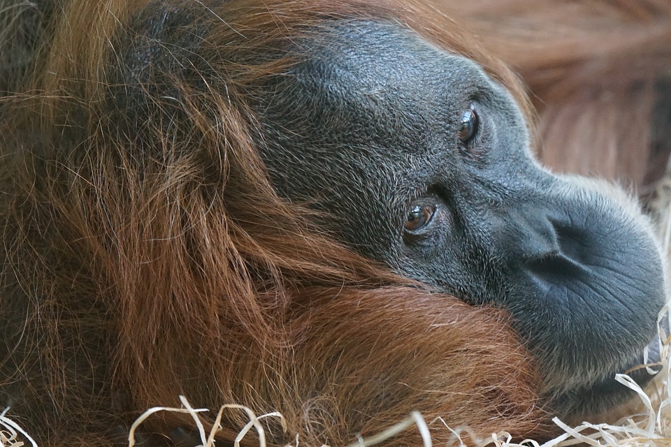Ape orang-utan sumatra photo