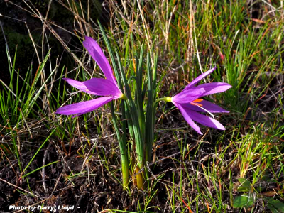 Grass widow in Balfour-Klickitat area in January 2019. Photo by Darryl Lloyd.