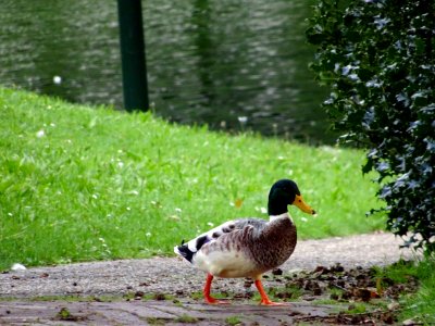 Walking duck in park