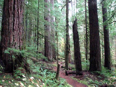 South Fork Skokomish Trail in NOvember, Olympic National Forest.