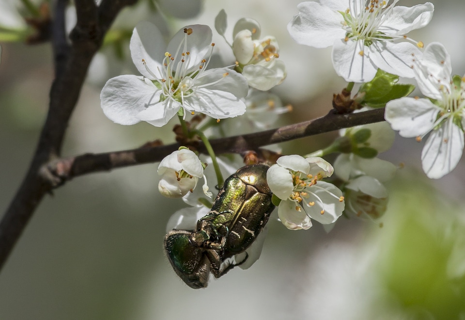 Insect spring valkoinne