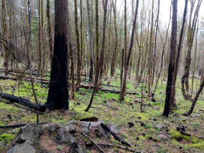 20190414 CascadeLocks Along PCT Trail Nathan Zaremskiy 001